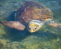 Kefalonia 2018 Meeresschildkröte an der Uferpromenade