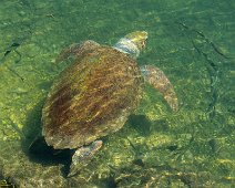 Kefalonia 2018 Meeresschildkröte an der Uferpromenade