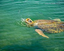 Kefalonia 2018 Meeresschildkröte an der Uferpromenade