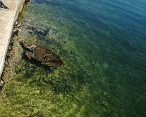 Kefalonia 2018 Meeresschildkröte an der Uferpromenade