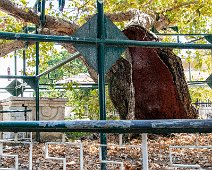 2019 Kos Platane des Hippokrates