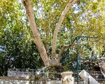 2019 Kos Platane des Hippokrates