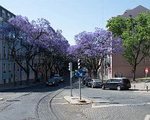 DSC_2443 Jacaranda Allee